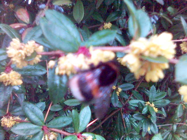 Hummel Hummel! hummel blume frhling insekt natur pflanze tier busch 