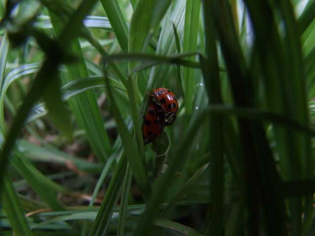 Buggy Style sex wiese terasse kfer 