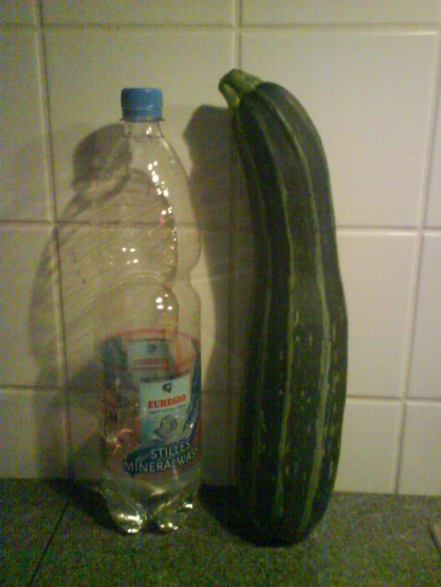 Zum Vergleich:Zucchini 2 megamonster zucchini 