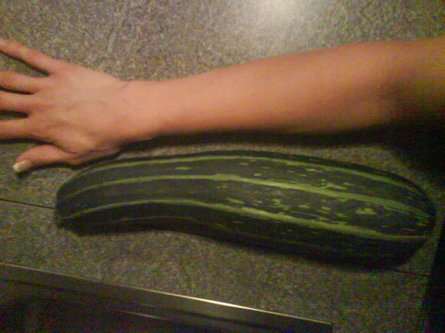 Weils so schn ist:Zucchini 3 