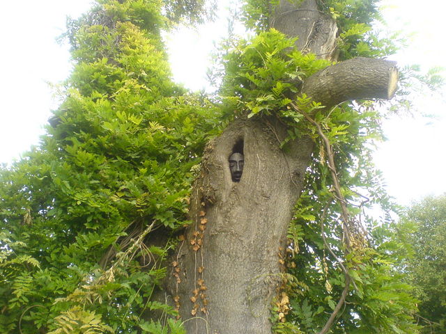 eingewachsen baum 