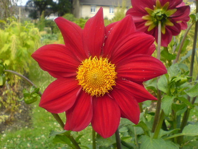 bl�te blume gelb rot bl�te 