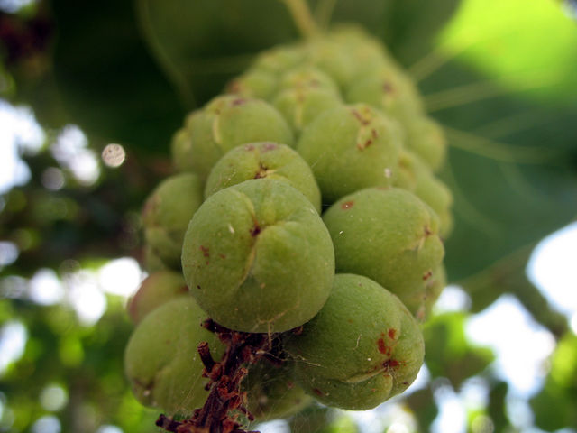 Fr�chte dolde gew�chs makro pflanze bl�te 