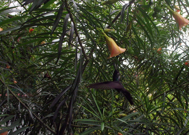 Kolibri kolobri tier vogel cayo coco 