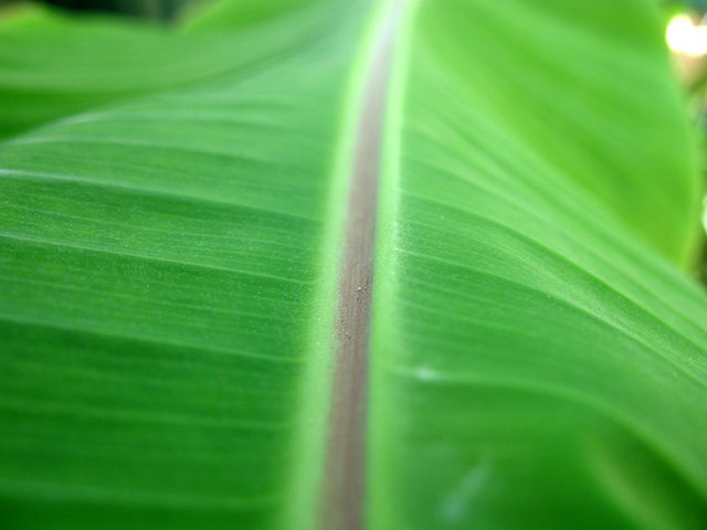 Bananenblatt banane gr�n blatt 
