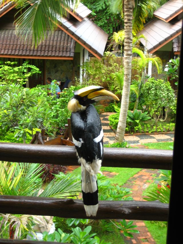 wir ham nen vogel tukan vogel thailand kopanghan 