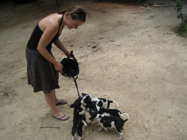 angriff auf lord helmchen hunde nina thailand kopanghan 