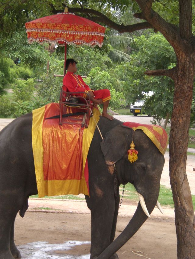 nickerchen elefant thailand ayuthaya 