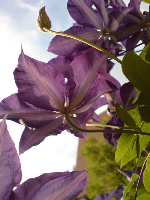 Der Sonne entgegen clematis licht sommer sonne blumen balkon bl�ten 