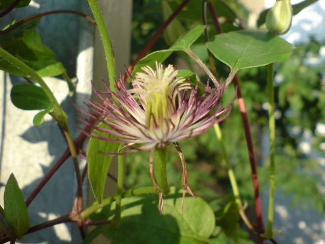 auch verbl�ht noch sch�n verbl�ht sommer blumen balkon bl�te clematis 