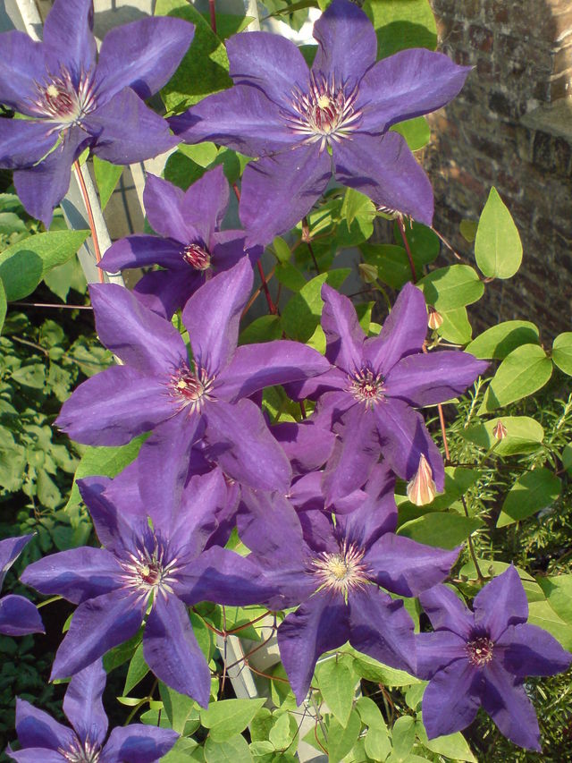  sommer sonne blumen balkon bl�ten clematis 