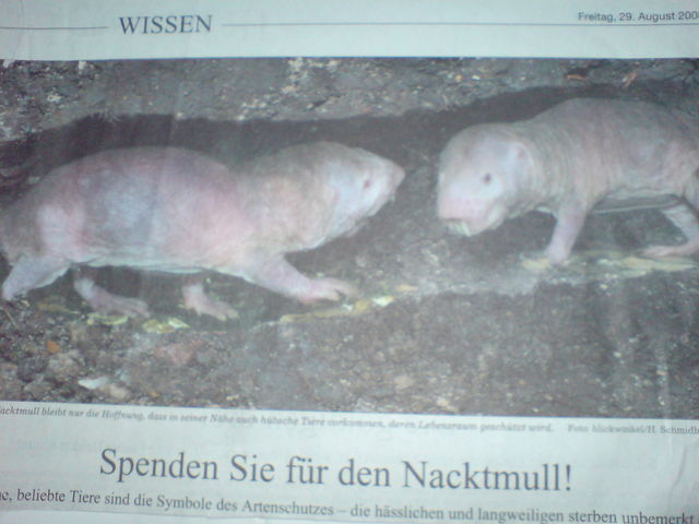 bitte! keine zur�ckhaltung! nacktmull spendenaufruf sz s�ddeutsche_zeitung tiere h�sslich spende nackt 