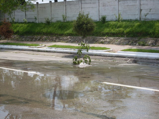 Strae in Cernavoda baum strae rumnien 