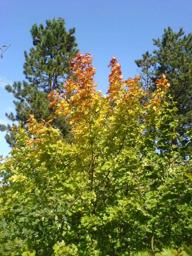 herbst baum herbst bltter 