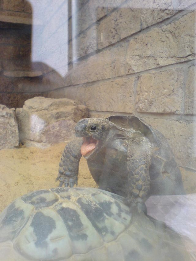 Wo die kleinen Schildkrten herkommen. 