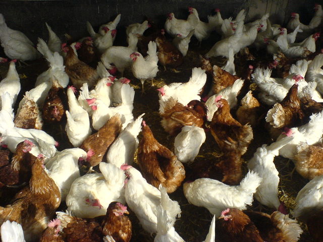 der schwarm bodenhaltung broiler hennen schawarma h�hner h�hner schwarm 