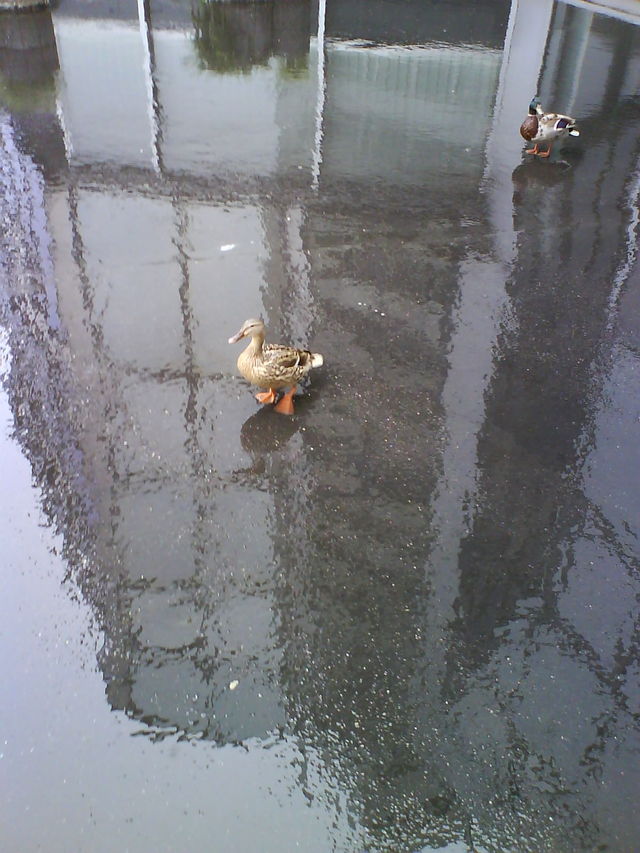 Enten b�ro lvr regen enten 