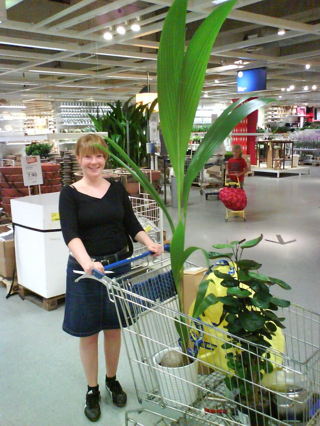 Grn ikea palme pflanzen melanie 