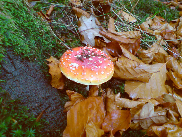 shroooms ! pilze pilz shrooms fliegenpilze fliegenpilz 