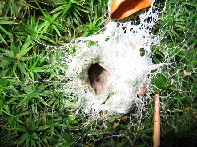 neulich beim pilzesuchen grn loch spinne 