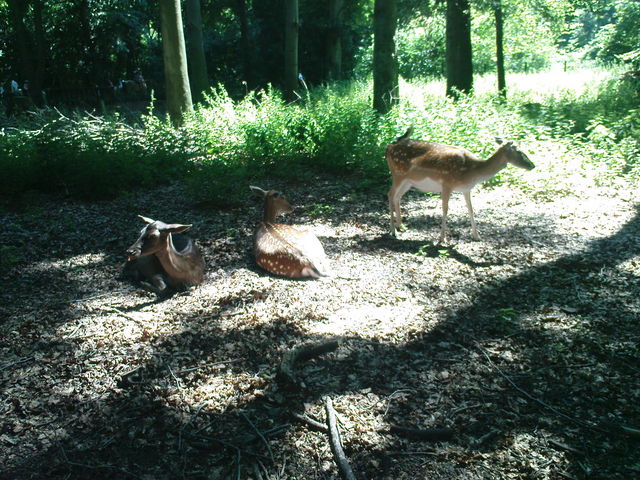 mit kopf rehe sommer sonne stadtwald bambi 