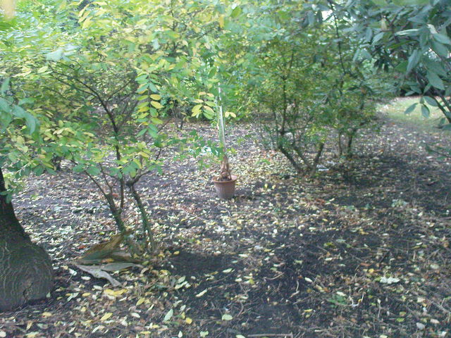 ausgesetzt botanik gr�n pflanze 