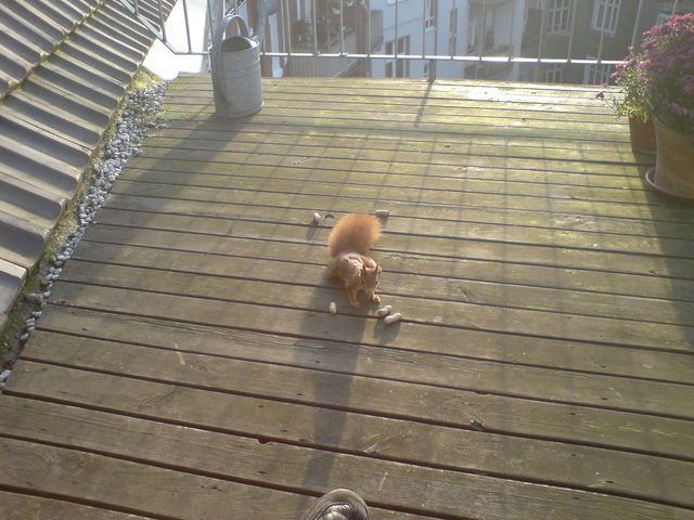 eichkatze eichhörnchen eichkatze terrasse nüsse 