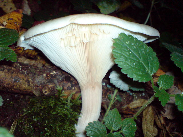 nochn pilz  pilz 