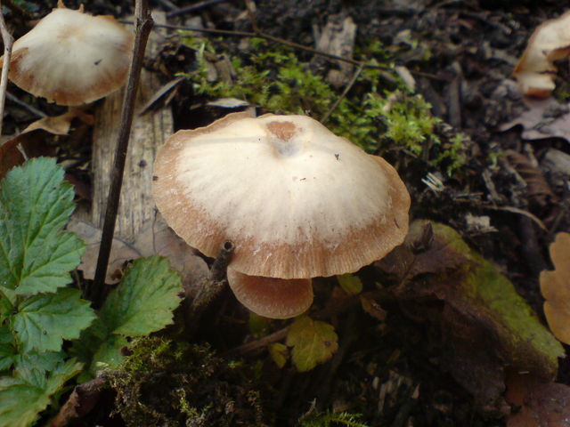 pilzen pile pilz 