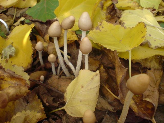 pilznasen pilze pilz 