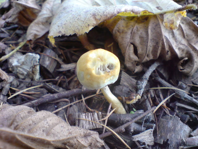 pilz mit gilb pilze pilz 