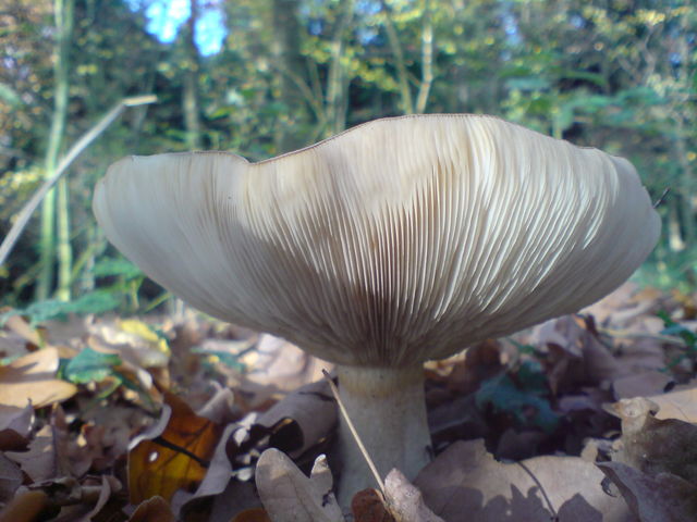 pilzografie pilze pilz 