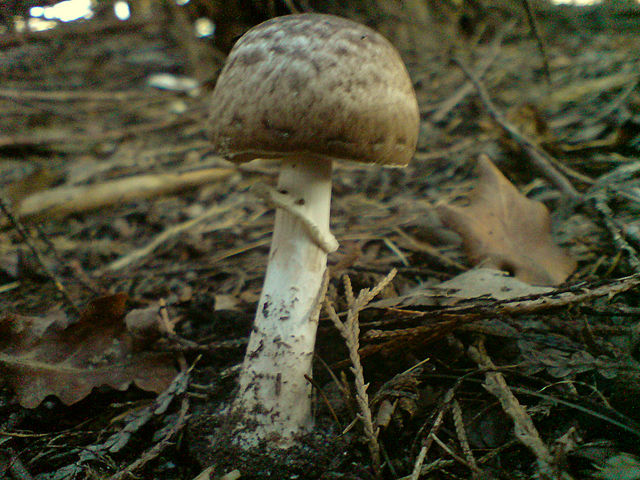 pilzor pilze pilz 