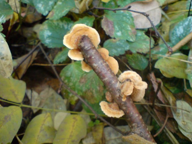 pilz mit stock pilze pilz 