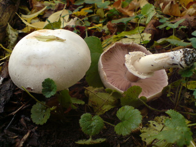 fungus pilze pilz 