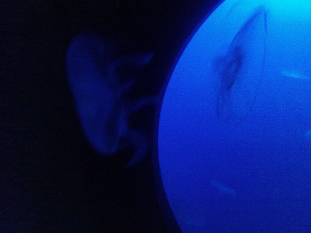 the big blue k�ngiswinter quallen sealife blau 