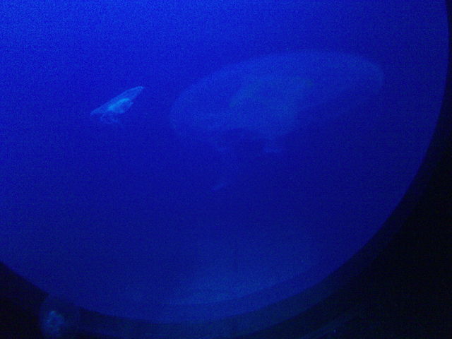 Quallen blau knigswinter sealife quallen 