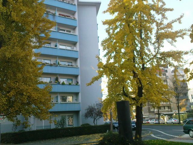 Ginko Bume in herbstlichem Gewand ginko dsseldorf gelb gelbe 