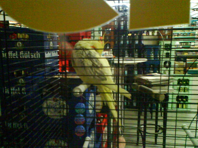 Pining for the fjords kaefig kiosk schlafen vogel koelsch derschl�ftnur 