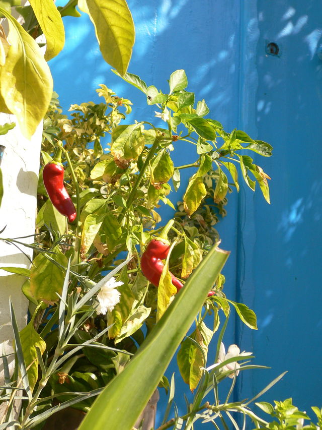 gr��e aus hamburg... schote t�rkis blau chili tunesien 