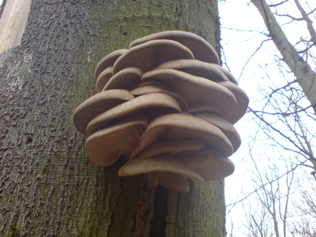 austernseitling pilze pilz 