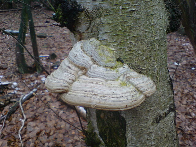 zunderschwamm pilze pilz 