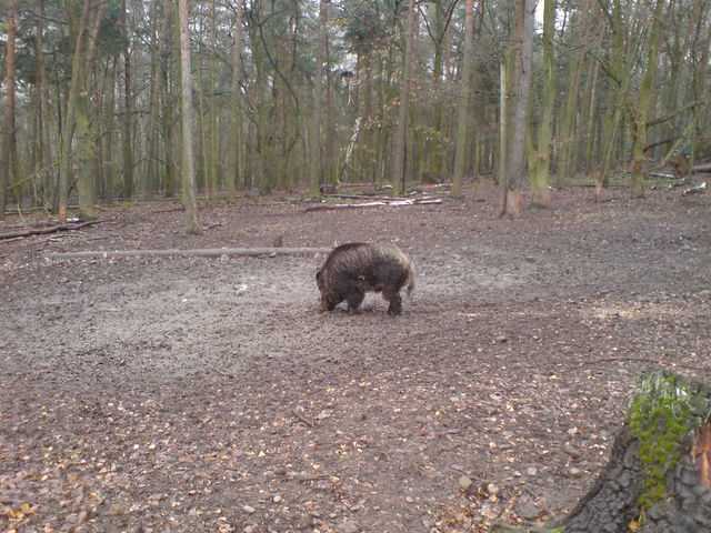 wildsau wildsau sau schwein wildschwein 