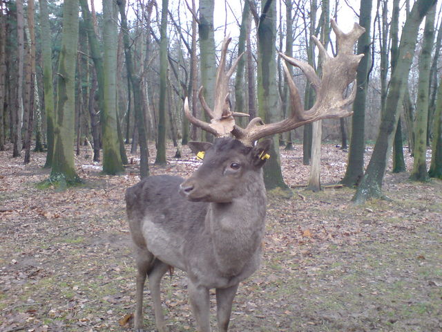 bayrisches tier mit A hirsch 