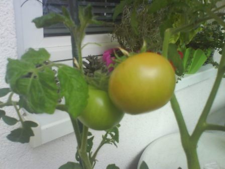 Tomatenpflanze gezchtet unreif balkon 3000 