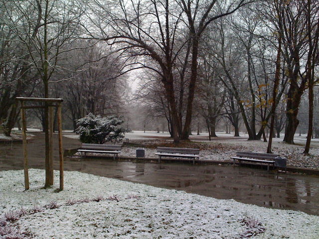 stadtwald verschneit schnee stadtwald 