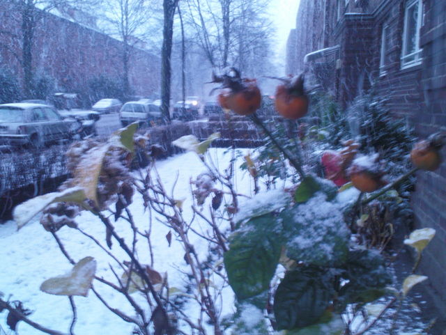 schneegestber hagebutten schnee hamburg schneesturm 