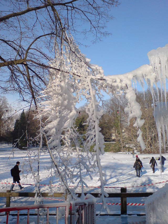Eis�ste baum eis schnee kalt winter ast �ste volksgarten 