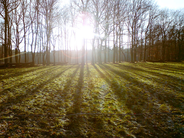 Erleuchtung licht natur schatten sonne strahlen wald wiese bume 