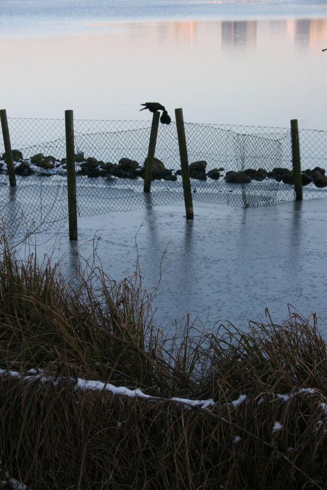zum valentinstag kuss zaun v�gel alster 